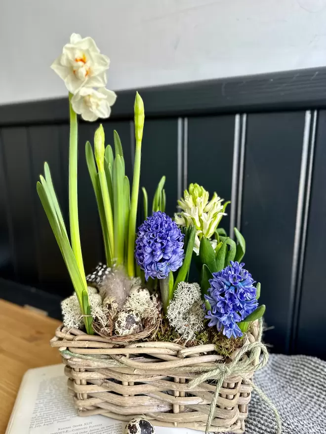 Rattan trug basket filled with narcissus and hyacinths sitting on a vinatge book