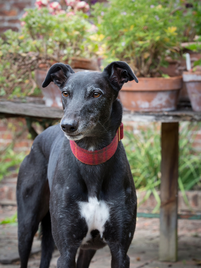 Chilli Check House Tweed Dog Collar