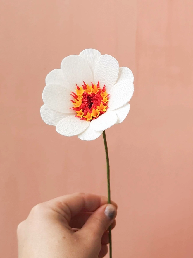 One delicate pink zinnia