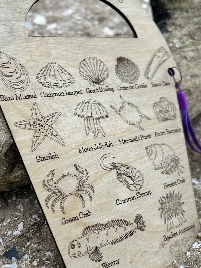 Wooden rockpool creature ID bucket board with engraved sea life illustrations and labels, lying on sand beside driftwood with a purple strap.