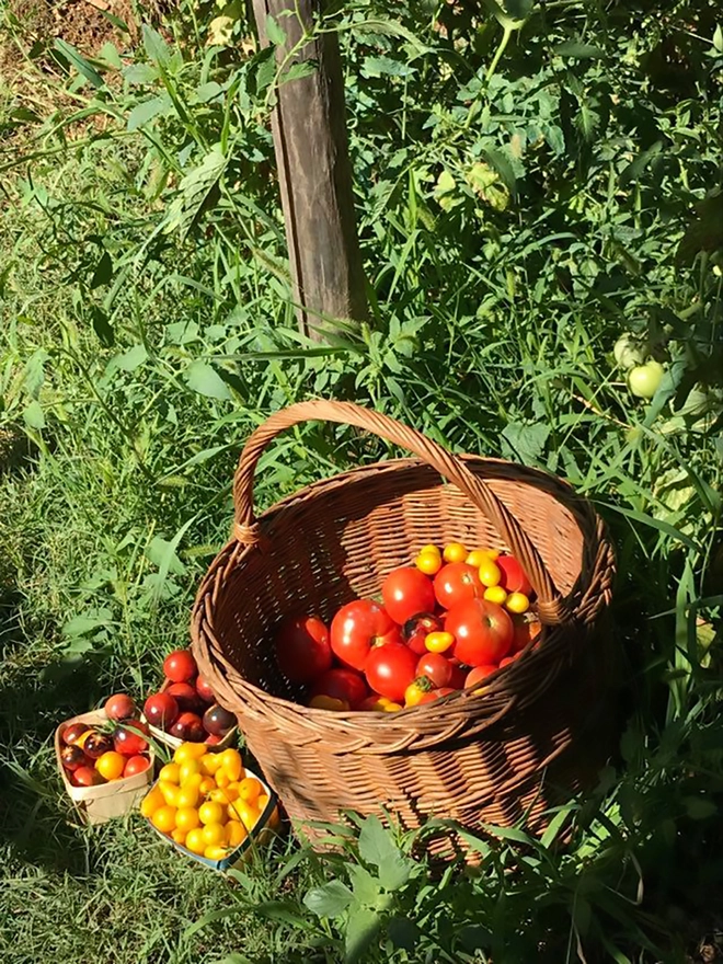 Tomatoes from the vegetable garden