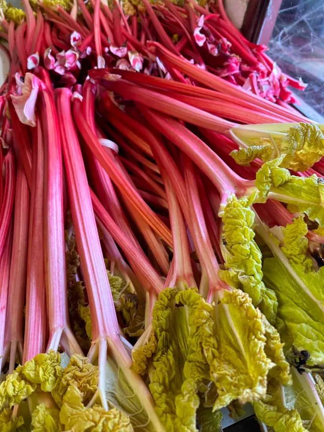 yorkshire forced harbinger rhubarb