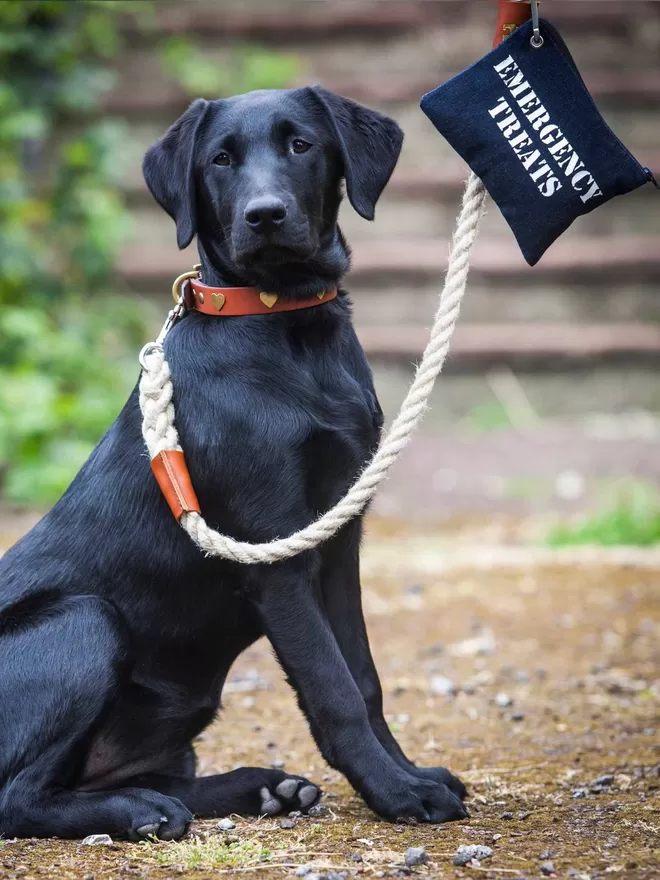 Emergency Treats Pouch with Ben Fogle