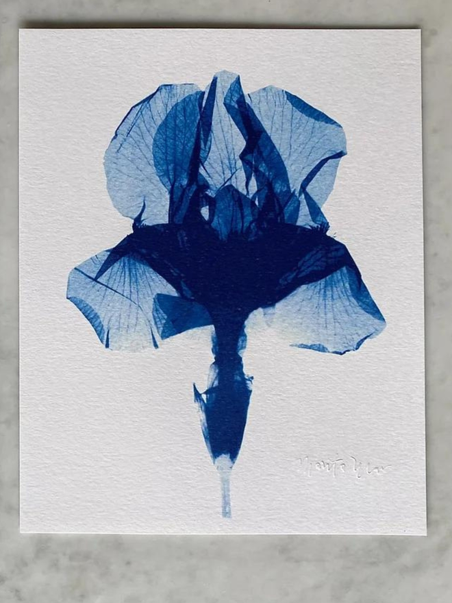 Botanical X-Ray Iris Flower Print by Marita Wai