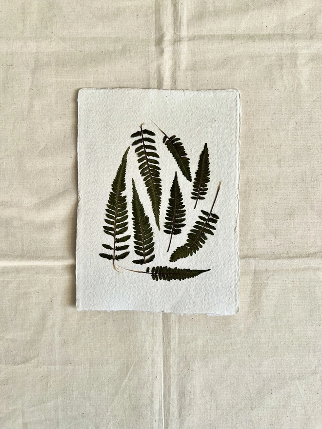 pressed fern leaves mounted on handmade paper