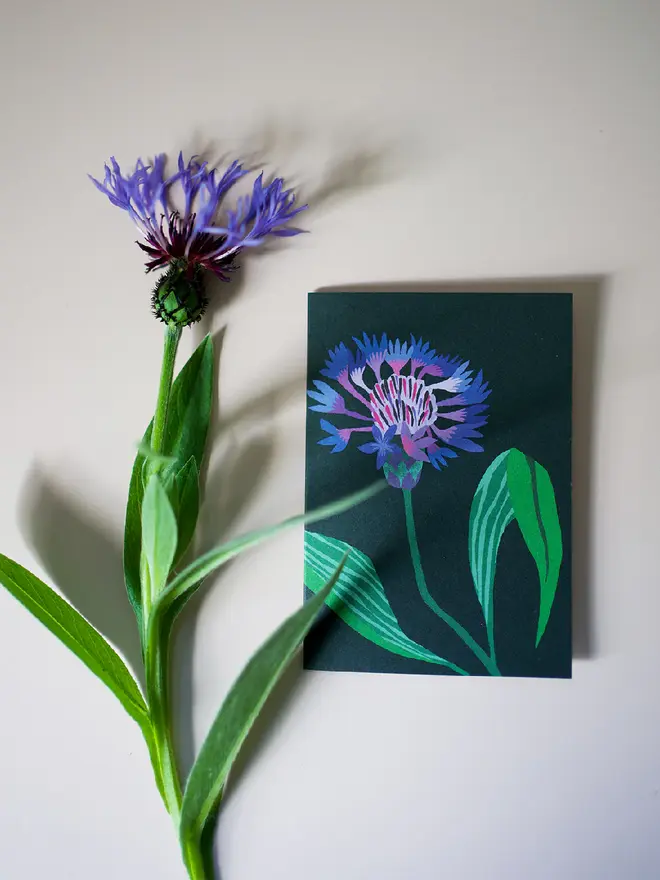 illustrated cornflower mini cards