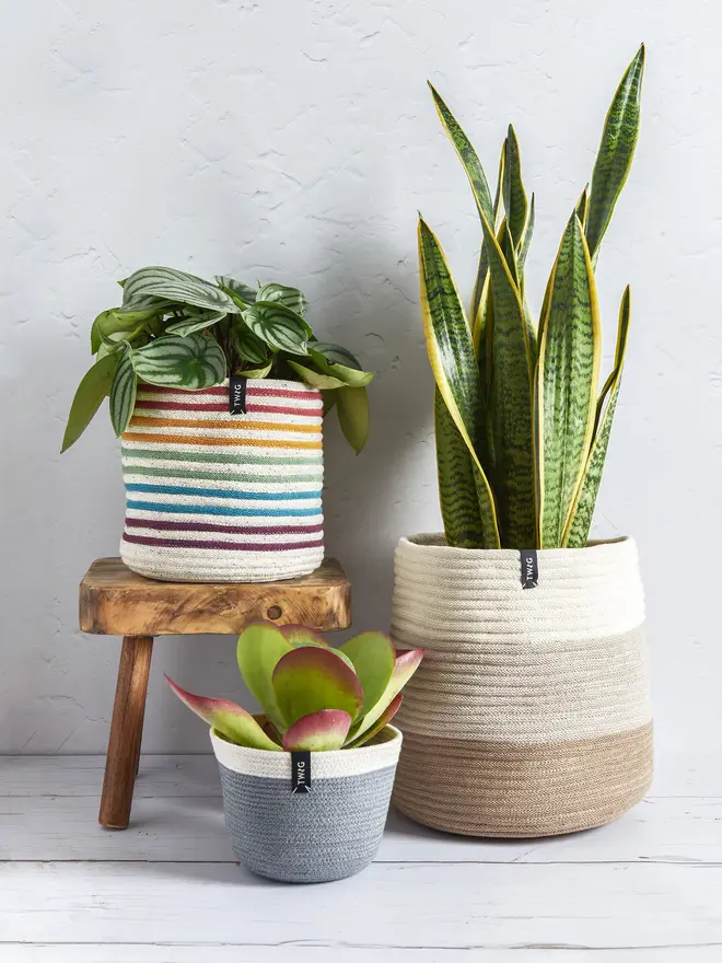 Giant Large Striped Cotton Plant Pot