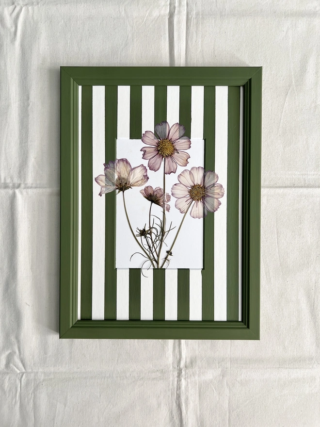 pressed cosmos flowers in hand painted green frame and painted stripe mount