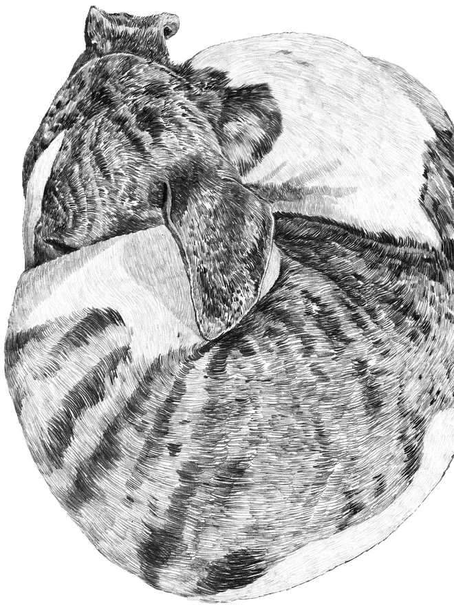 Detail of art print of the illustration of the whippet curled up in a ball