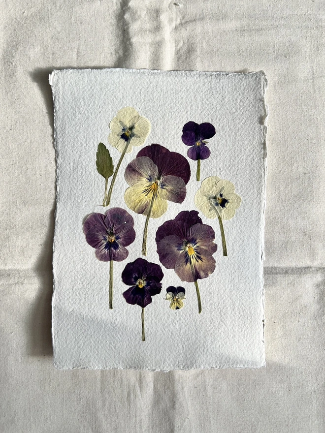 pressed pansy flowers on handmade paper