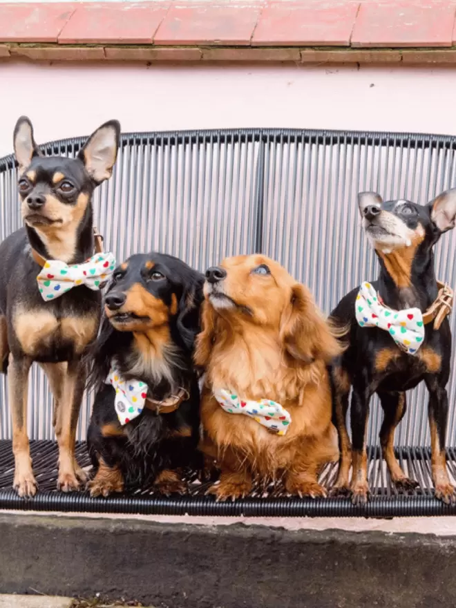 Group of Dogs Wearing The Colour of Love Dog Bow Tie