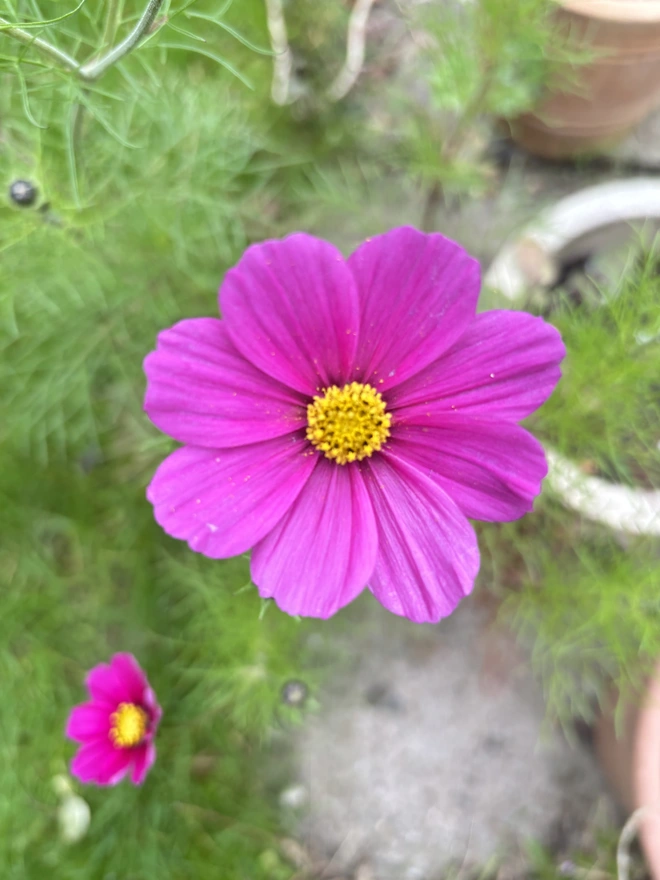 Cosmo and French Marigold Flowers