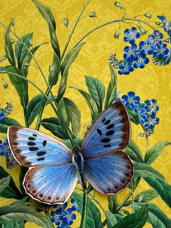 Blue butterfly close up detail