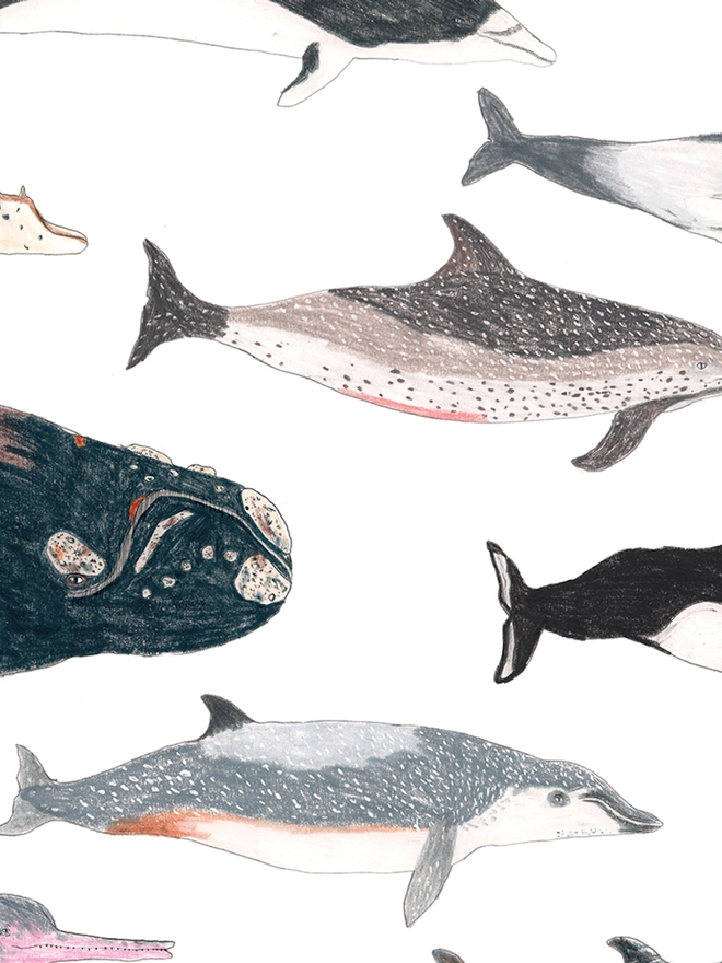Personalised Whales And Dolphin Print