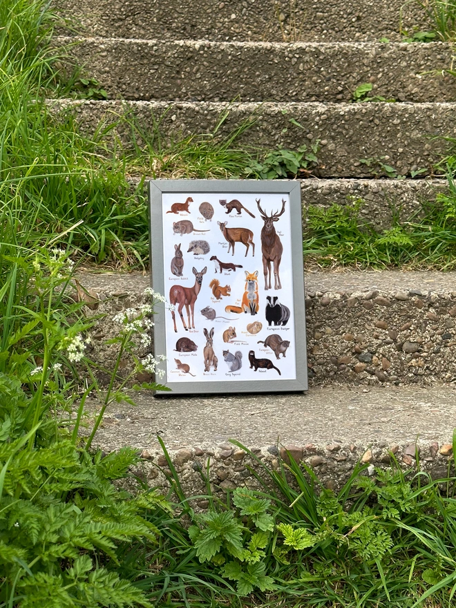 a print featuring illustrations of british mammals