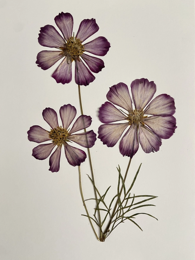 three pressed pink cosmos flowers