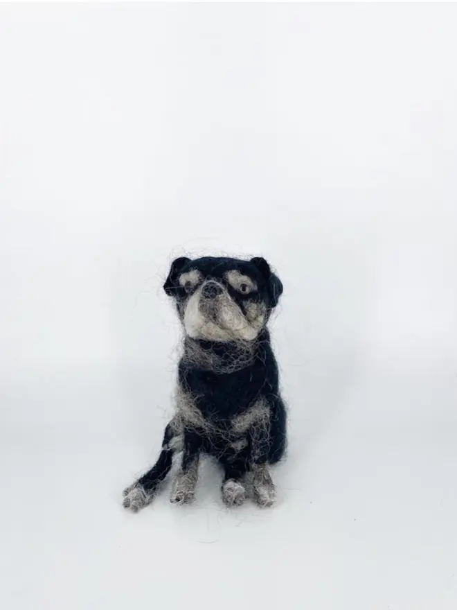merino wool pug portrait