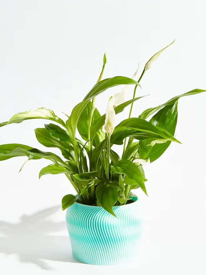 Sustainable 3D Printed Sky Blue Plant Pot, orbital design against a white background.