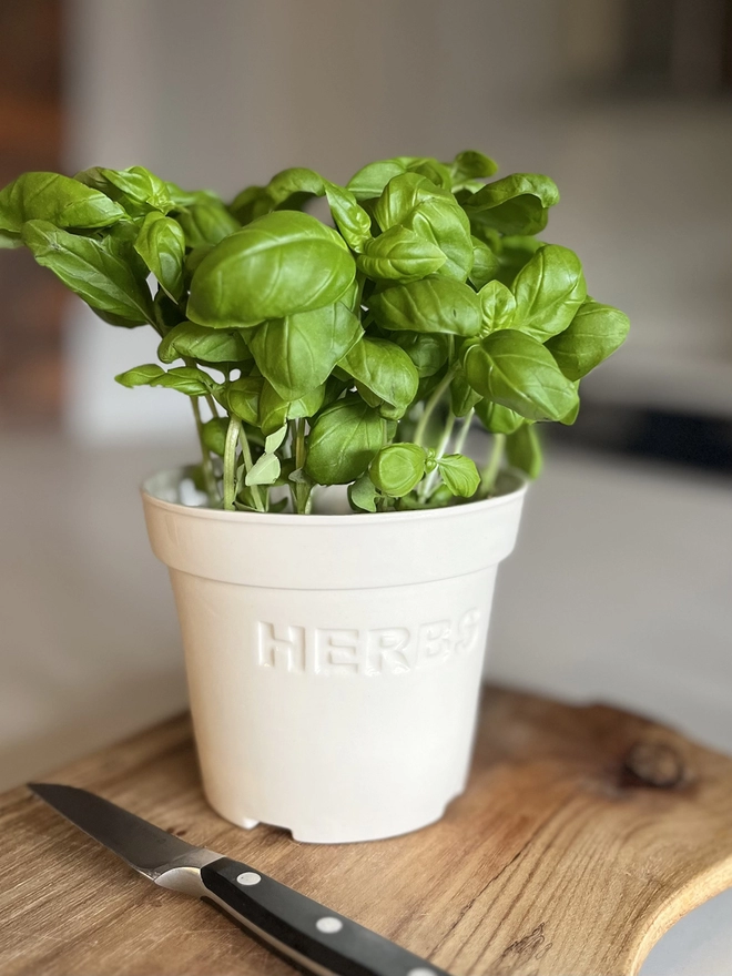 A fresh basil plant in Katie Brinsley handmade pot, HERBS is recessed boldly in red on its side. 