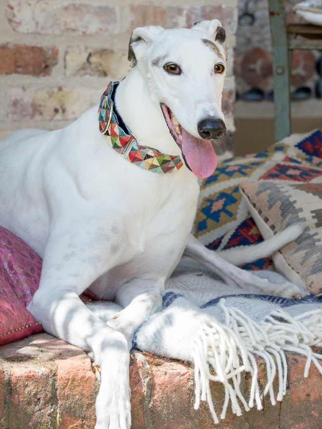 Harlequin Martingale Dog Collar