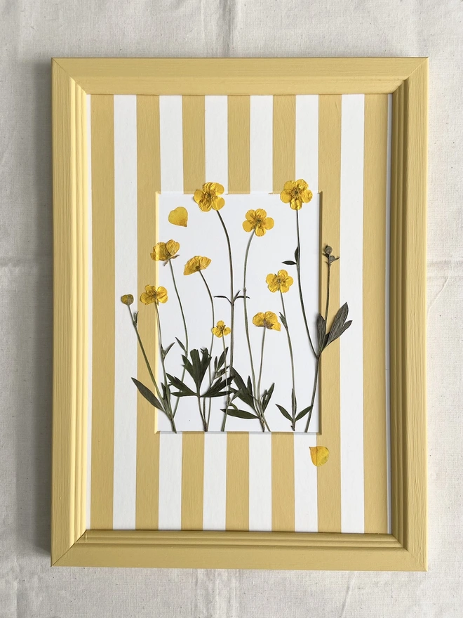 Pressed Buttercup Flowers in yellow painted frame and yellow stripe painted mount 