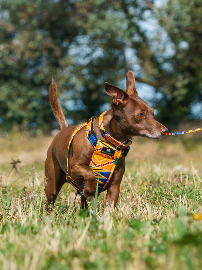 Hiro + Wolf luxury dog harness