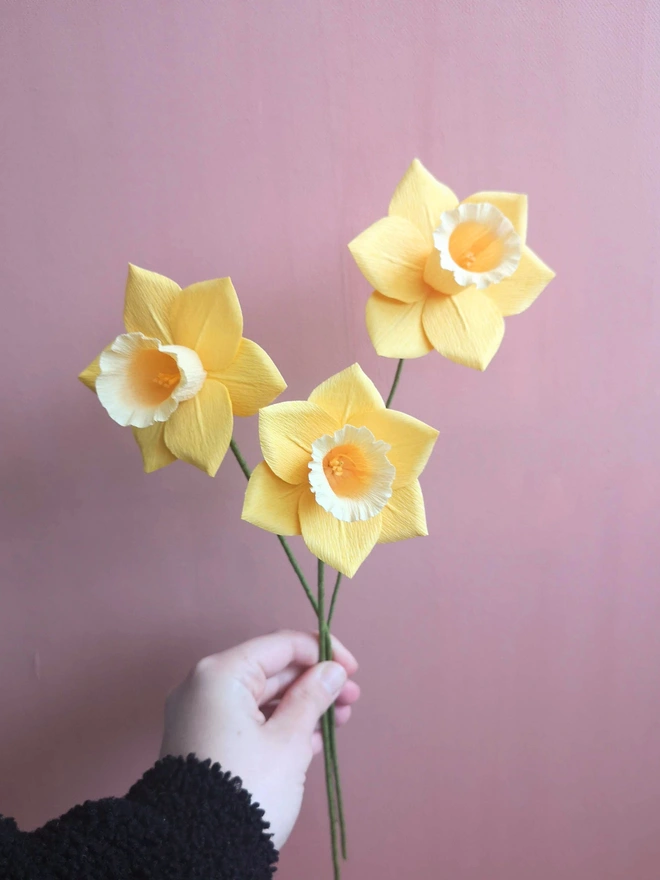 Three stems of daffodils in yellow