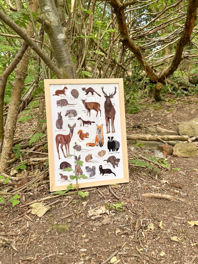 a print featuring illustrations of british mammals