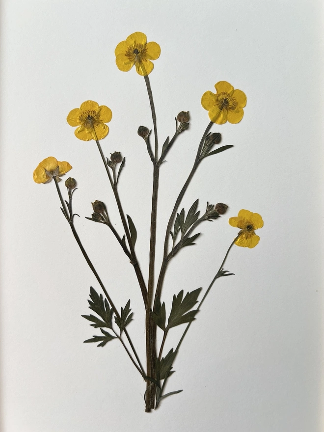 close up of pressed buttercup flowers
