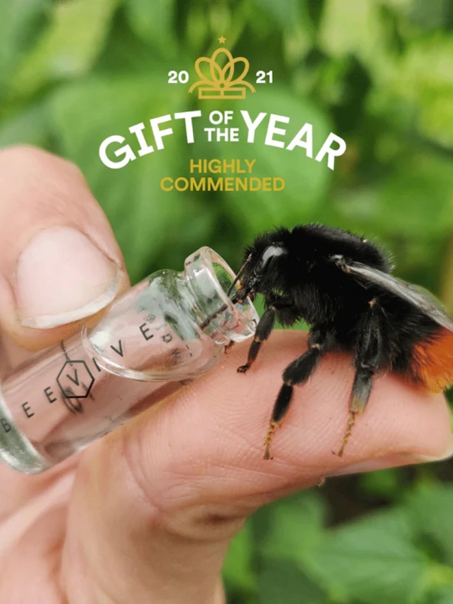 The Original Bee Revival Kit - Gold Edition