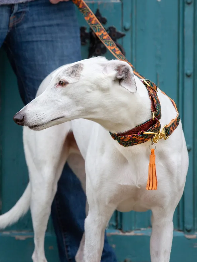 Acanthus Dream House Dog Collar