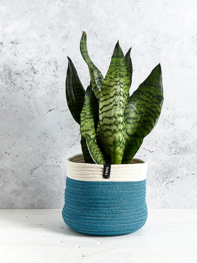 Large Natural Cotton Plant Pot