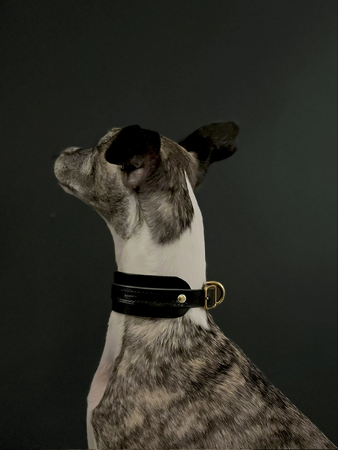Whippet Portrait Wearing Leather  Collar