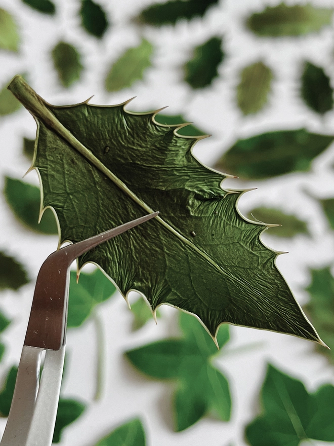 Craft tweezers holding pressed holly leaf - intricate detail. Blurred background of pressed Holly and Ivy leaves on white card