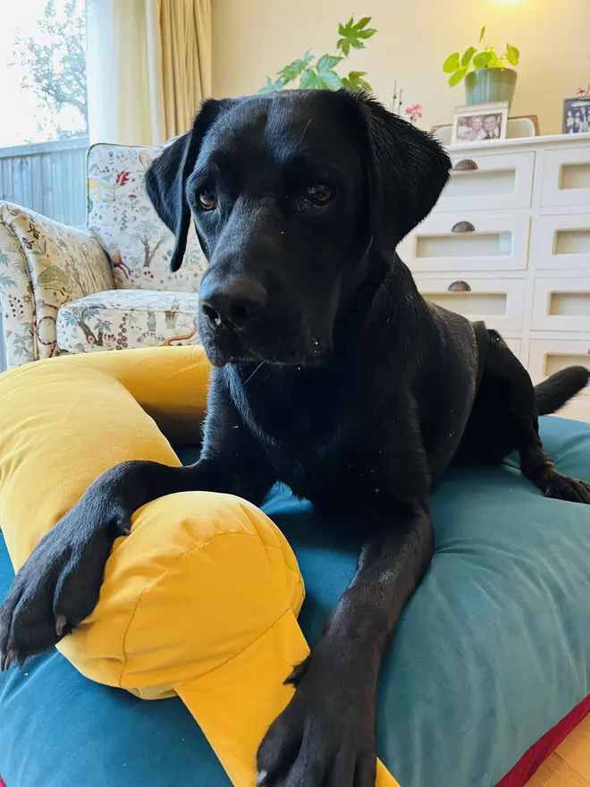 Reversible K-9 Candy Dog Bed