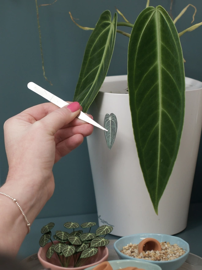 A real Warocqueanum Queen Anthurium with a leaf from a paper miniature version being held up against it with a pair of tweezers