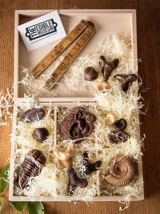 Realistic edible chocolate fossil collectors box arranged in wooden chest