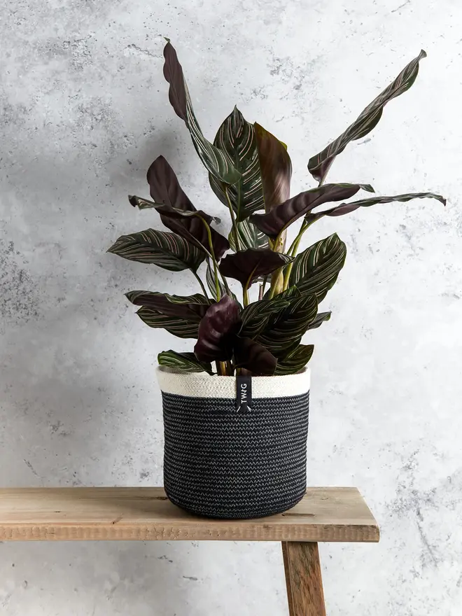 Medium natural cotton plant pot
