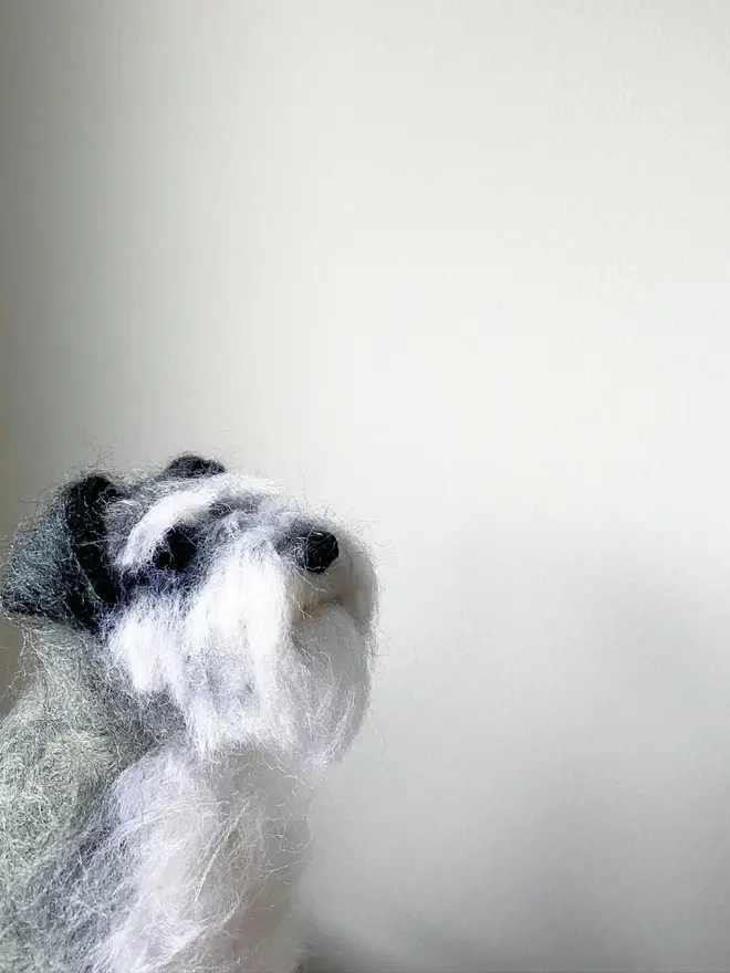 merino wool schnauzer portrait