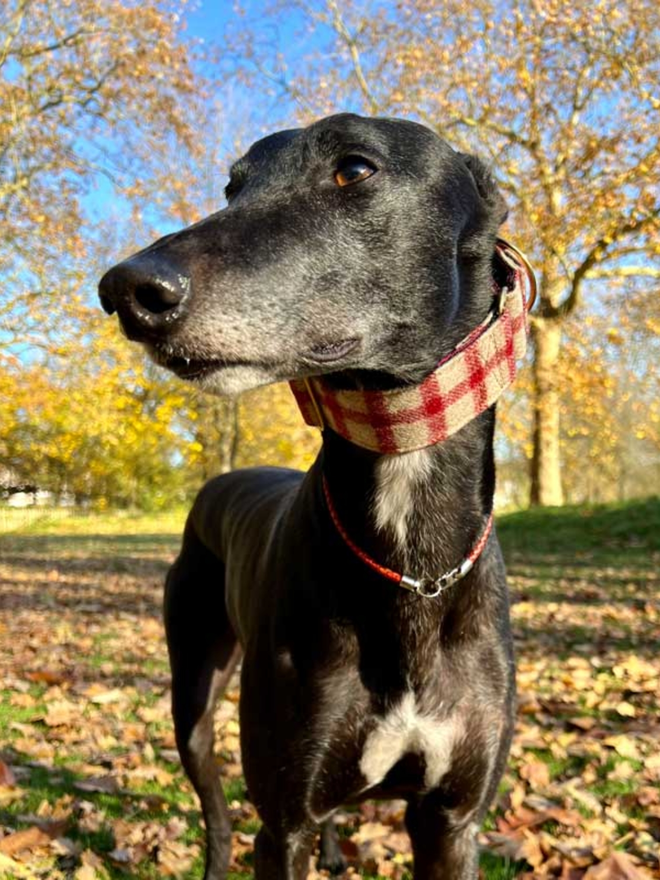 Raspberry Porridge House Tweed Dog Collar