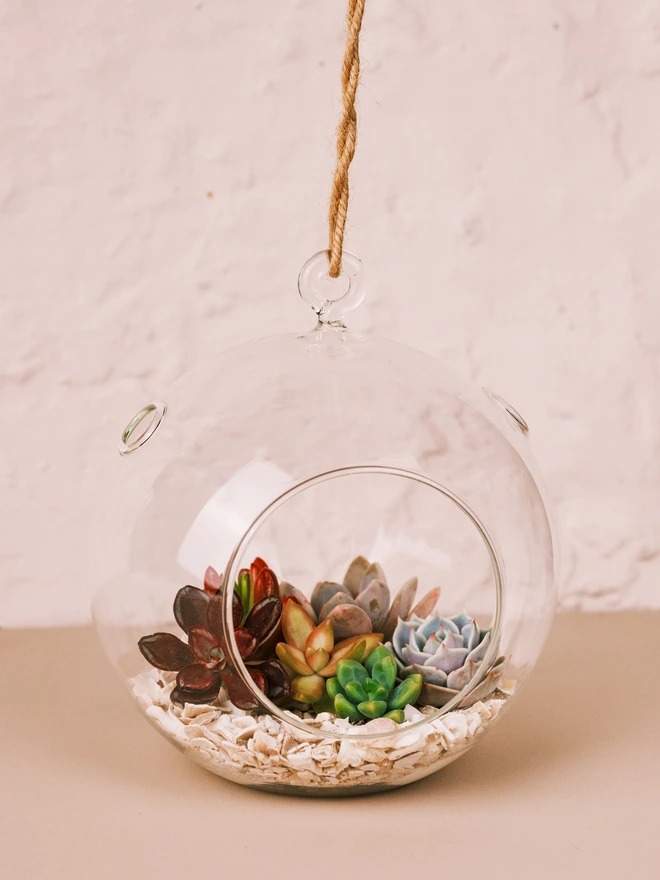 Succulent Bauble Terrarium Kit