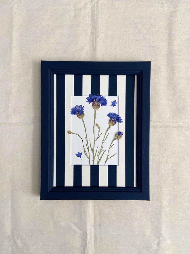 Pressed blue cornflower flowers in a painted stripe mount and blue frame