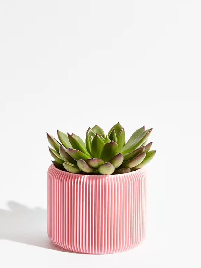 Sustainable 3D Printed Sakura Pink Plant Pot, turbin design against a white background.  