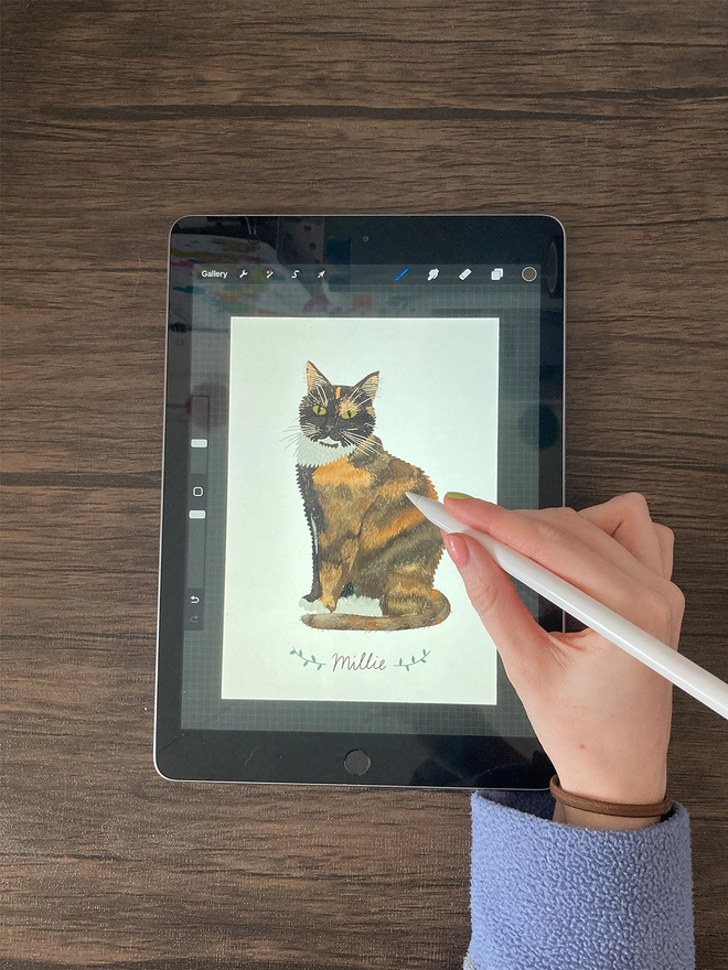 Hand drawing a portrait of a tortoiseshell cat on an iPad