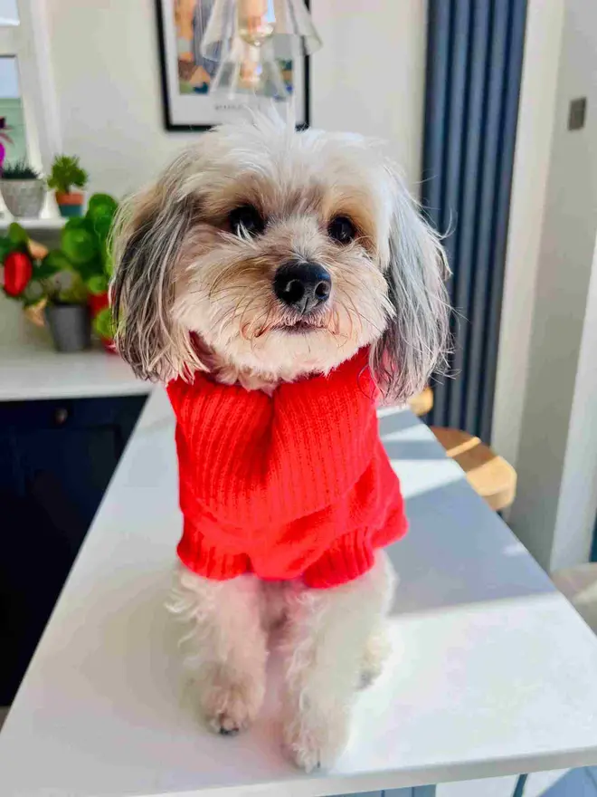 lava orange dog jumper