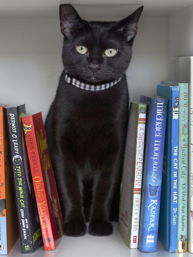 Cat Collar Breton Stripe on Black Cat