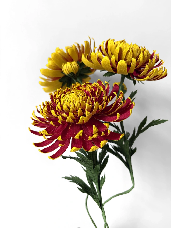 Crepe Paper Chrysanthemum 'Crimson Tide"