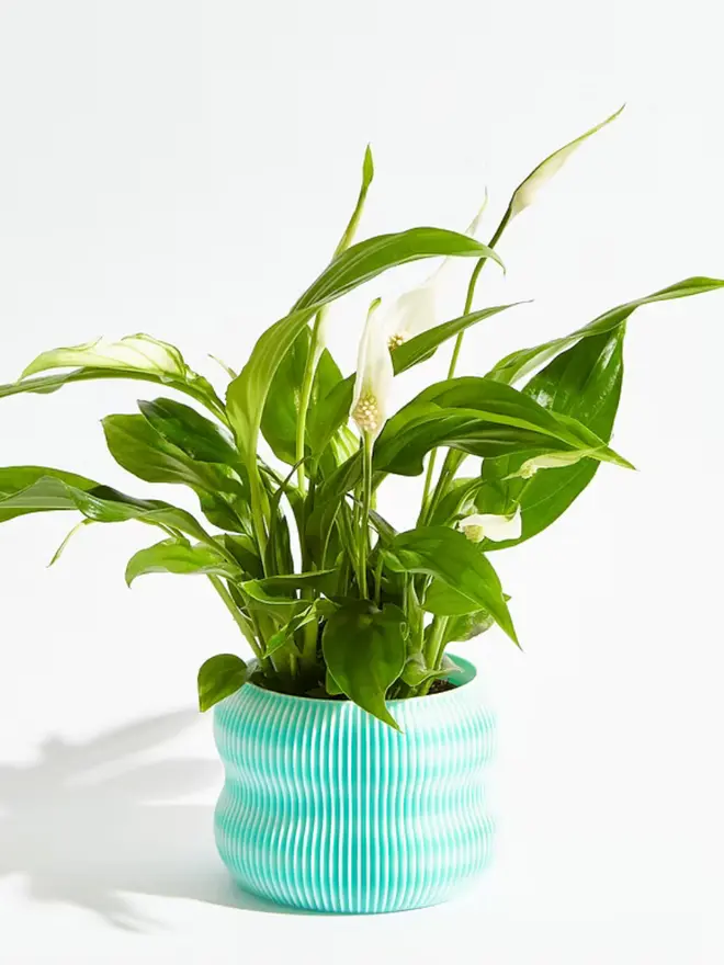 Sustainable 3D Printed Sky Blue Plant Pot, bubble design, against a white background.