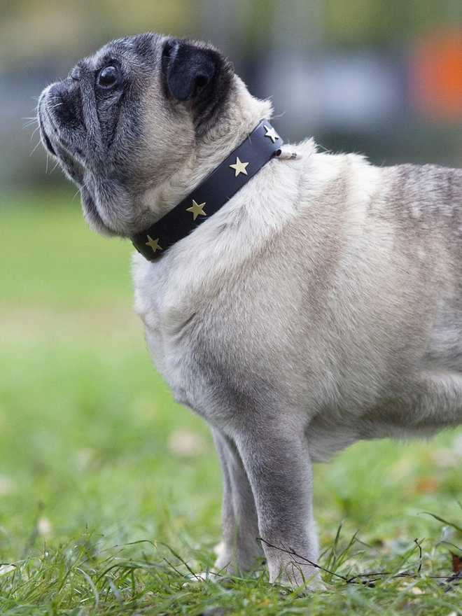 Hand Made Black Leather Dog Collar With Brass Star Studs on Leroy The Pug in a Size 3