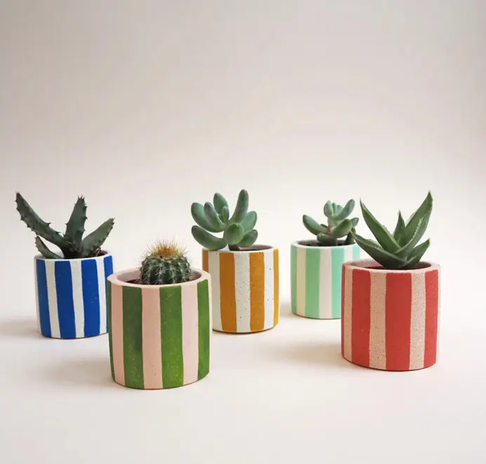 Mini Stripy Plant Pot. Five small succulents in a row, each planted in a white ceramic pot with vertical coloured stripes set against a plain light background.